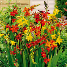 5 Crocosmia/Montbretia Mixed