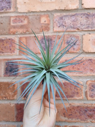 Large tillandsia air plant - large,