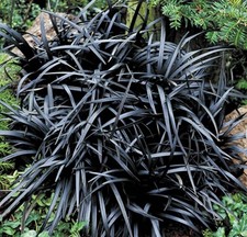 Black Grass Ophiopogon