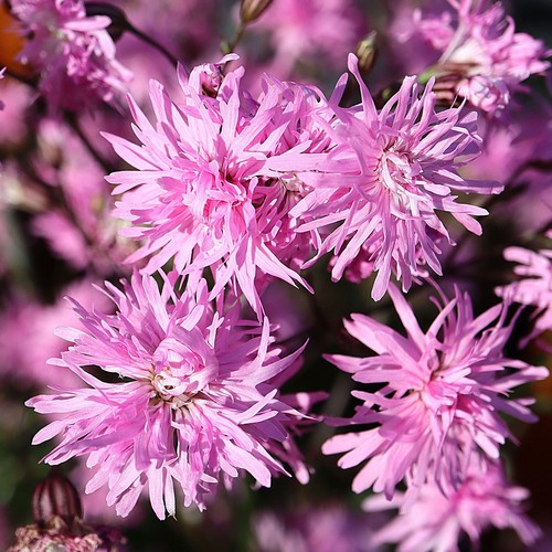 Lychnis petite jenny real - petite,