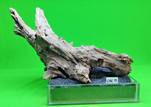 Large corbo root - large,