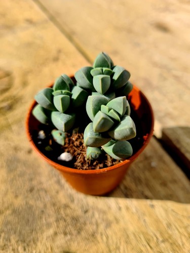 Corpuscularia lehmannii the - lehmannii, |