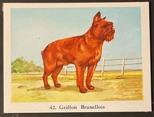 BRUSSELS GRIFFON Bruxellois