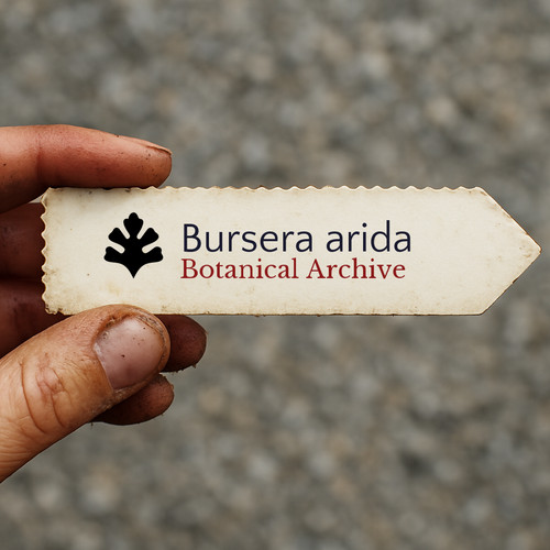 Arid bursera seeds - bursera,