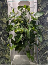 Epipremnum Aureum Established