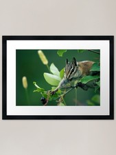 Chipmunk Reach Framed Art