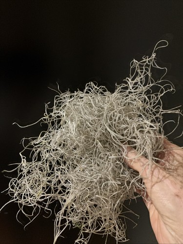 Dried spanish moss - dried,