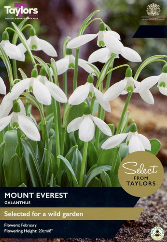 Taylors galanthus bulbs mount - galanthus, 'mount