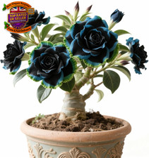 Desert Rose Bulbs for Planting