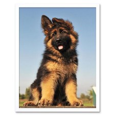 Puppy German Shepherd Alsatian