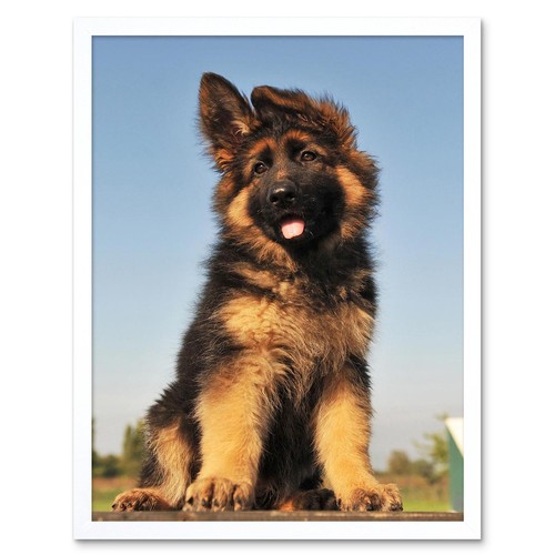 Puppy german shepherd alsatian - german,