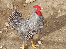 1 Purebred Barred Rock Chicken