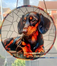 Miniature Dachshund Sun