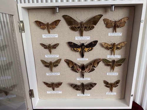 Hawk moths entomology - hawk-moths,