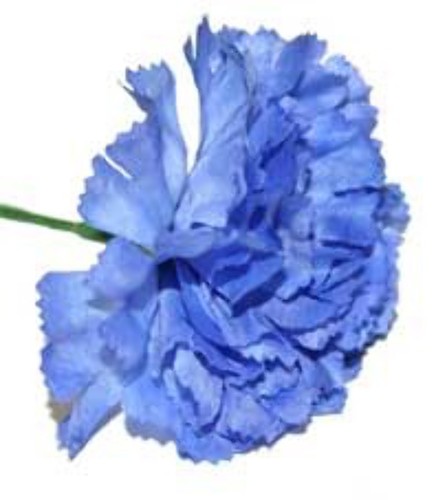 Royal blue carnations 12 - royal,