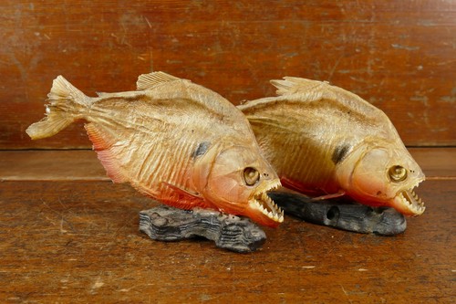 Vintage pair piranha fish - vintage,