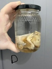 Taxidermy Wet Specimen