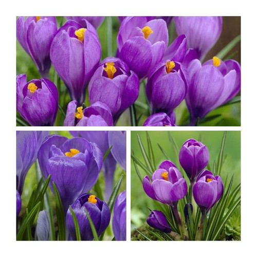 Crocus remembrance 200 - x,