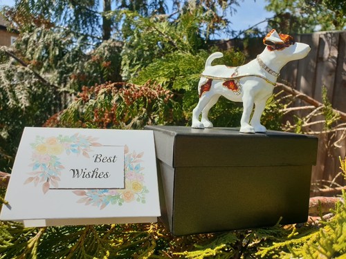 Beautiful russel terrier - beautiful,
