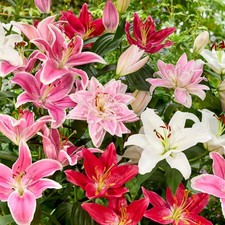 Lily oriental mixed - lily,