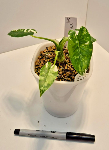 Alocasia okinawa silver - alocasia,