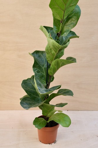 Ficus lyrata bambino - ficus,