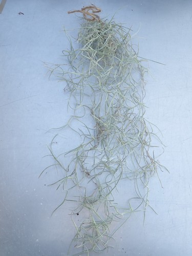 Spanish moss tillandsia - spanish,