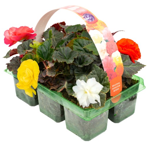 Begonia non stop mixed - mixed, |
