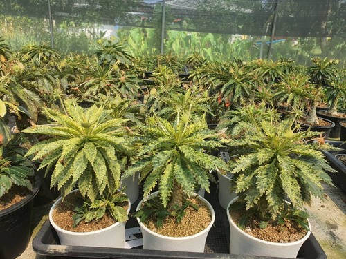 Dorstenia horwoodii hybrid - dorstenia,