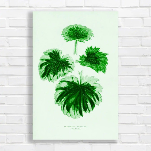 Botanical illustration - botanical,