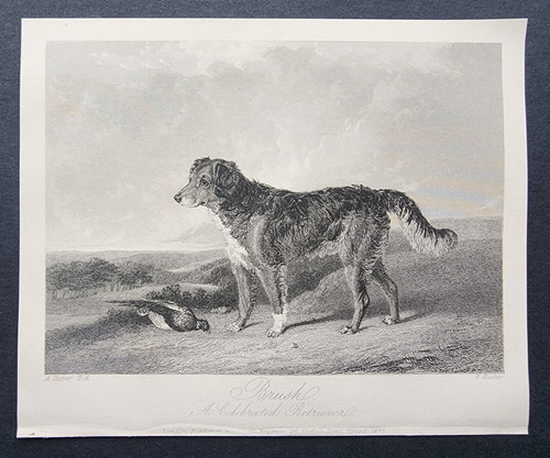 Antique 1845 print - dogs,