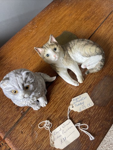 Royal worcester tabby - worcester, kitten