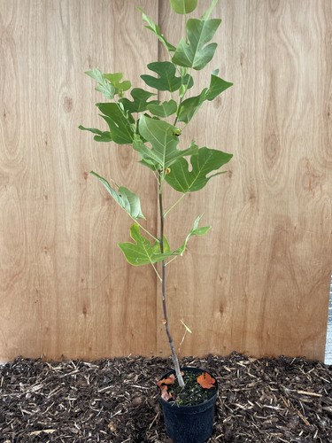 Tulip tree liriodendron - tulip,