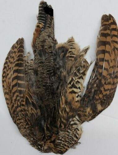 Francolin full skin fly tying - skin,