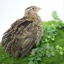 Jumbo Coturnix Quail Eggs Brown/Wild type for Hatching, Fertile Quail Eggs from