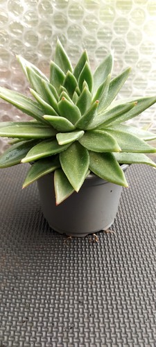 Echiveria agavein pot - agavein,