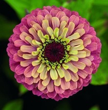 ZINNIA "QUEEN RED LIME" SEEDS