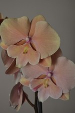 Phalaenopsis ‘Autumn Wind’