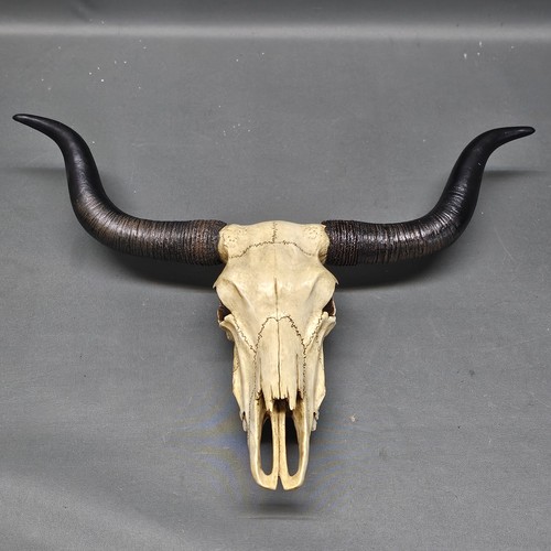 Longhorn cattle skull buffalo - longhorn,