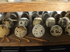 Quail Eggs x 12 fresh
