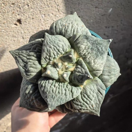 5cm rare live house - rare,