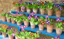 Garden Auricula Primula 3 NAMED Varieties (our selection) 3 x 9 cm Pots