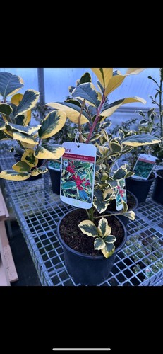 Ilex golden king - golden, bushy