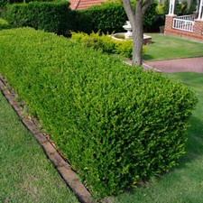 3 X BUXUS SEMPERVIRENS COMMON