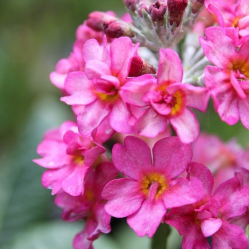 Primula candlelight rose - primula,