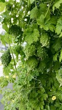💚Rare Small Bitter Gourd/
