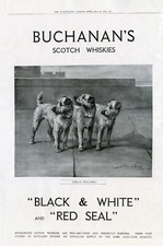 IRISH TERRIER DOG Black &