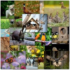 Doodlecards Pack of 20 Animal