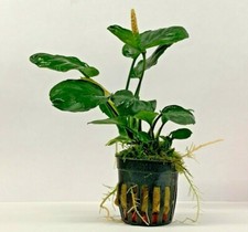 Anubias 11 Species Live