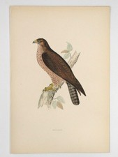 Buzzard British Bird Print F O Morris A F Lydon c1870s Hand Coloured